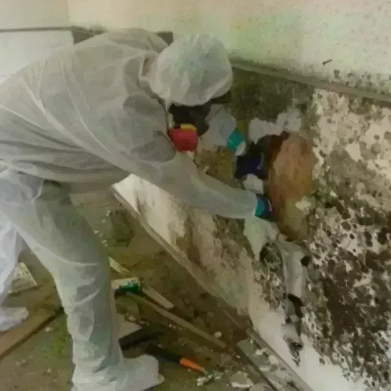 Mold Remediation and Removal in Long Beach, CA